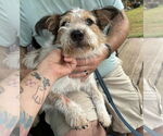 Small #2 Parson Russell Terrier-Pembroke Welsh Corgi Mix
