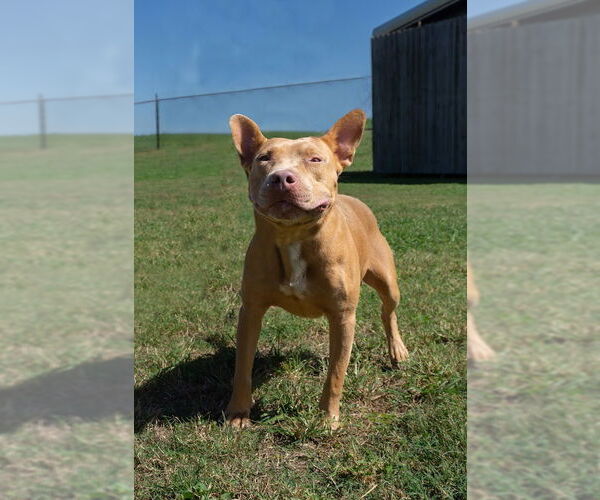 Medium Photo #2 Mutt Puppy For Sale in Abbeville, LA, USA