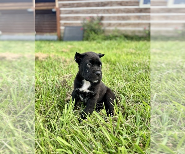 Medium Photo #5 Cane Corso Puppy For Sale in CLARKRANGE, TN, USA