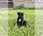 Small #4 Cane Corso