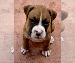 Boxer Dogs for adoption in Lake Elsinore, CA, USA