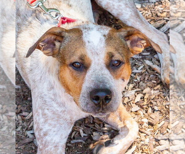 Medium Photo #5 Mutt Puppy For Sale in Canton, CT, USA