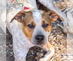 Small #4 Mutt