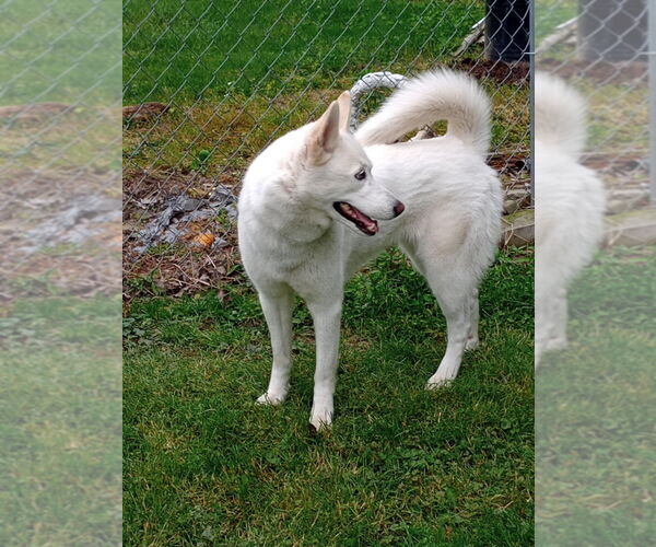 Medium Photo #2 - Mix Puppy For Sale in Aurora, IN, USA