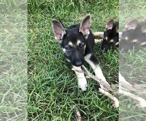 German Shepherd Dog Puppy for sale in TOMBALL, TX, USA