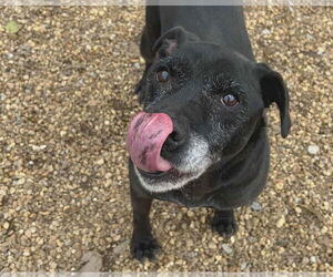 Cosmo - Male Mutt Dog for Adoption - Photo #3