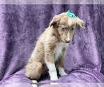 Small #5 Australian Shepherd