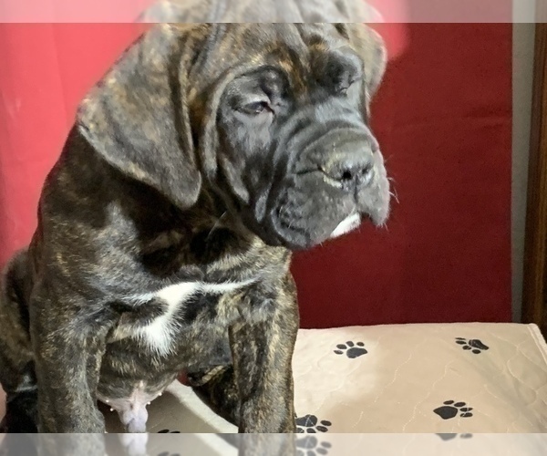 Medium Photo #11 Cane Corso Puppy For Sale in COTTAGE GROVE, OR, USA