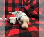 Small Photo #24 Miniature Australian Shepherd Puppy For Sale in QUINCY, CA, USA