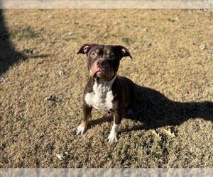 American Bulldog-Unknown Mix Dogs for adoption in Grovetown, GA, USA