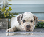 Small #1 Beabull