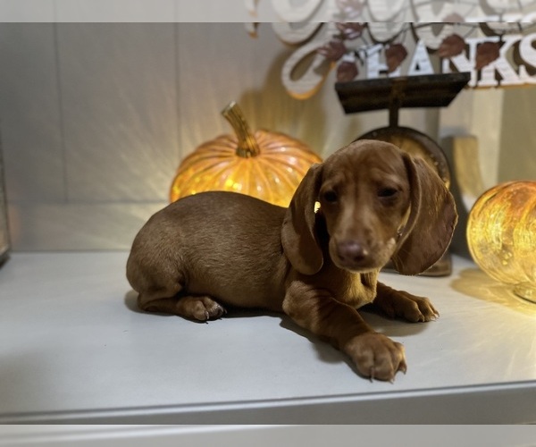 Medium Photo #3 Dachshund Puppy For Sale in EASTVALE, CA, USA