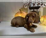 Small #2 Dachshund