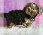 Small Photo #46 Yorkipoo Puppy For Sale in WARSAW, IN, USA