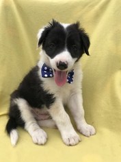Border Collie Puppy for sale in AIRVILLE, PA, USA