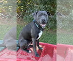 Small #1 Mutt