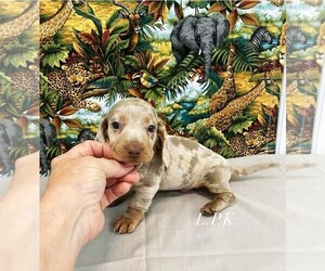 Dachshund Puppy for sale in WINNSBORO, LA, USA