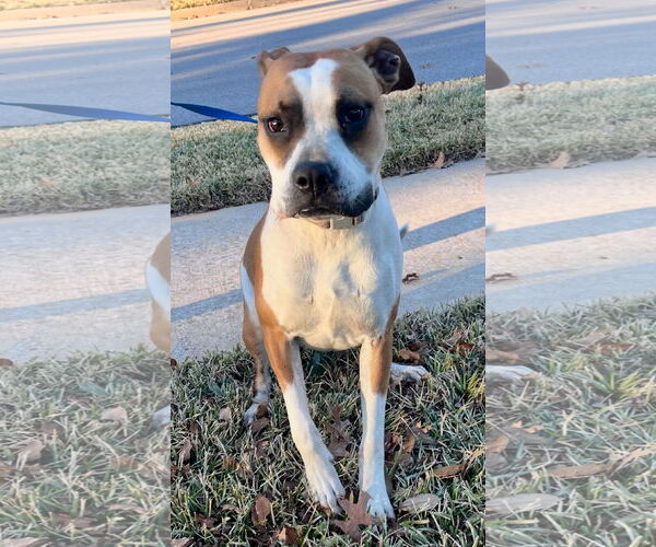 Medium Photo #2 Boxer-Unknown Mix Puppy For Sale in Euless, TX, USA