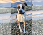 Small #1 Boxer Mix