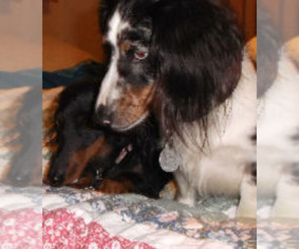 Medium Photo #1 Dachshund Puppy For Sale in ADEL, IA, USA