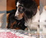 Small Photo #1 Dachshund Puppy For Sale in ADEL, IA, USA