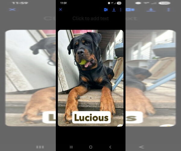 Medium Photo #3 Rottweiler Puppy For Sale in Foristell, MO, USA