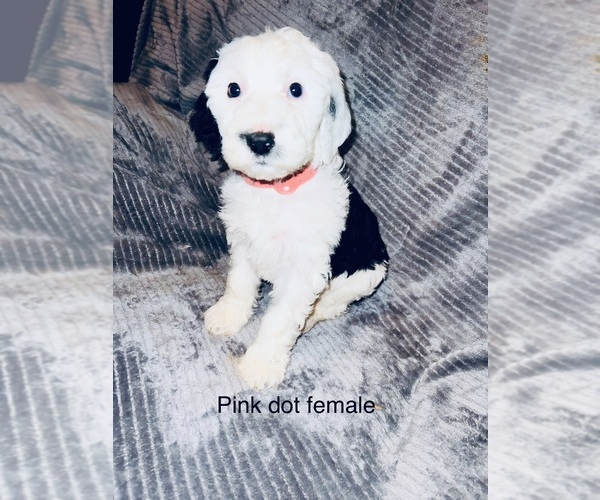 Medium Photo #8 Sheepadoodle Puppy For Sale in CORYDON, IN, USA