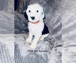 Small Photo #8 Sheepadoodle Puppy For Sale in CORYDON, IN, USA
