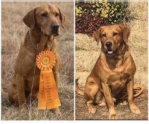 Father of the Labrador Retriever puppies born on 11/24/2022