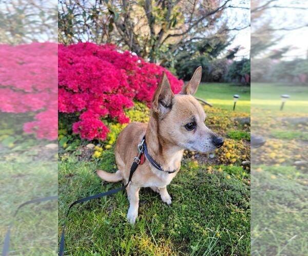 Medium Photo #4 Chihuahua-Unknown Mix Puppy For Sale in Bellingham, WA, USA