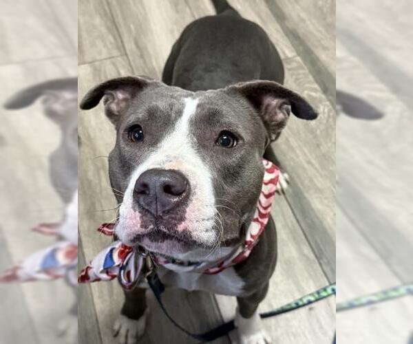 Medium Photo #1 American Pit Bull Terrier-Unknown Mix Puppy For Sale in Redlands, CA, USA
