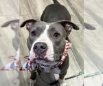 Small American Pit Bull Terrier Mix