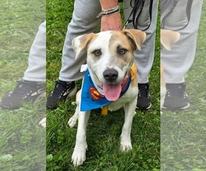 American Pit Bull Terrier-Unknown Mix Dogs for adoption in Germantown, OH, USA