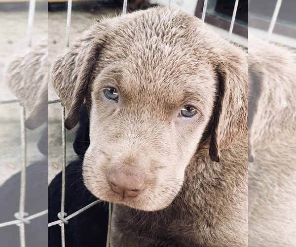 Medium Photo #1 Labrador Retriever Puppy For Sale in LUDLOW, MO, USA