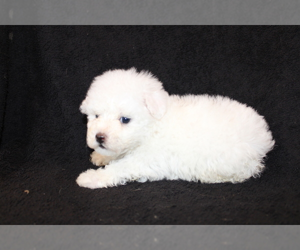 Medium Photo #3 Bichon Frise Puppy For Sale in BLOOMINGTON, IN, USA