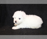 Small Photo #3 Bichon Frise Puppy For Sale in BLOOMINGTON, IN, USA