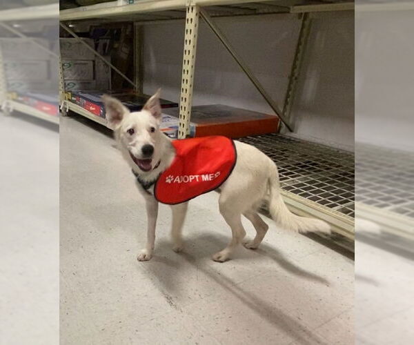 Medium Photo #5 Border Collie-Unknown Mix Puppy For Sale in La Verne, CA, USA