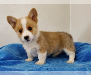 Pembroke Welsh Corgi Puppy for sale in CLARK, MO, USA