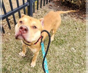 Staffordshire Bull Terrier-Unknown Mix Dogs for adoption in Minneapolis, MN, USA