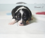 Small Photo #6 Pembroke Welsh Corgi Puppy For Sale in ANDALUSIA, AL, USA