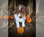 Small Photo #2 Australian Shepherd Puppy For Sale in HUME, MO, USA