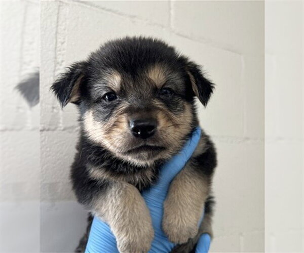 Medium Photo #2 German Shepherd Dog Puppy For Sale in San Bernardino, CA, USA