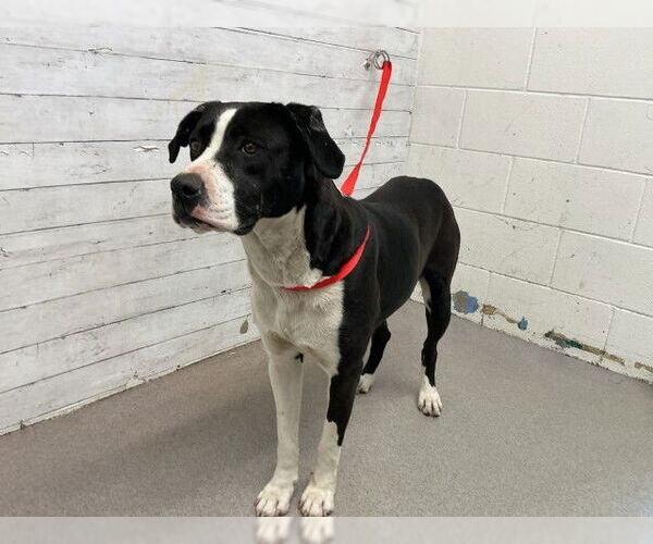 Medium Photo #1 Mutt Puppy For Sale in San Bernardino, CA, USA