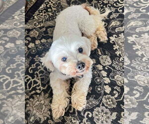Medium Poodle (Miniature) Mix