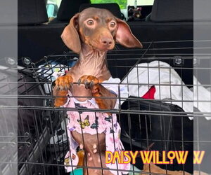 Daisy Willow - Female Dachshund Dog for Adoption - Photo #9