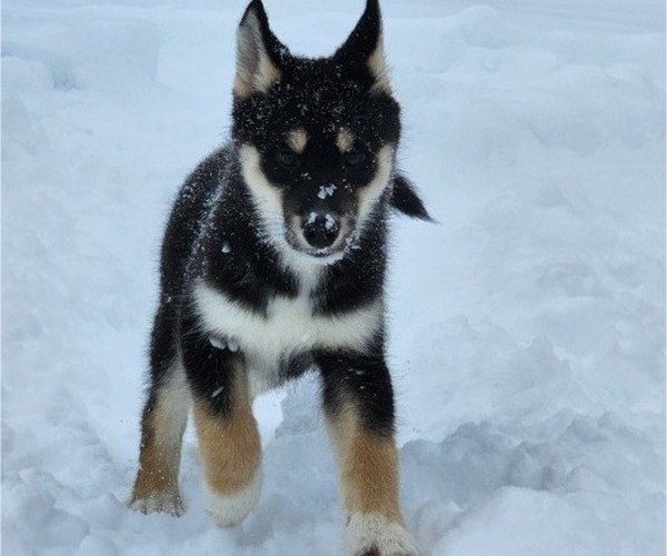 Medium Photo #11 Siberian Husky Puppy For Sale in FORT PLAIN, NY, USA