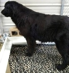 Mother of the Newfoundland puppies born on 04/13/2018