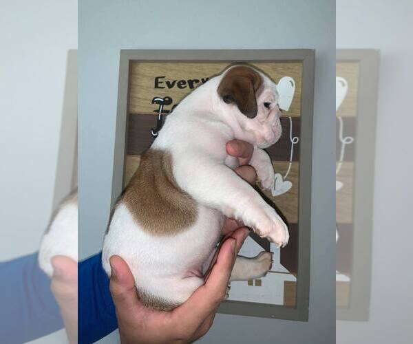 Medium Photo #5 Bulldog Puppy For Sale in MIAMI, FL, USA