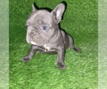 Small Photo #18 French Bulldog Puppy For Sale in HOFFMAN ESTATES, IL, USA