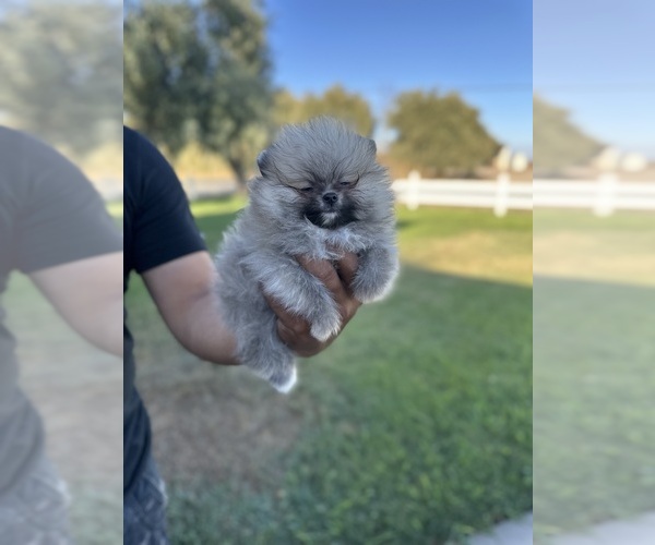Medium Photo #1 Pomeranian Puppy For Sale in STOCKTON, CA, USA